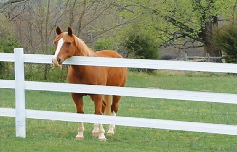 PVC horse fence