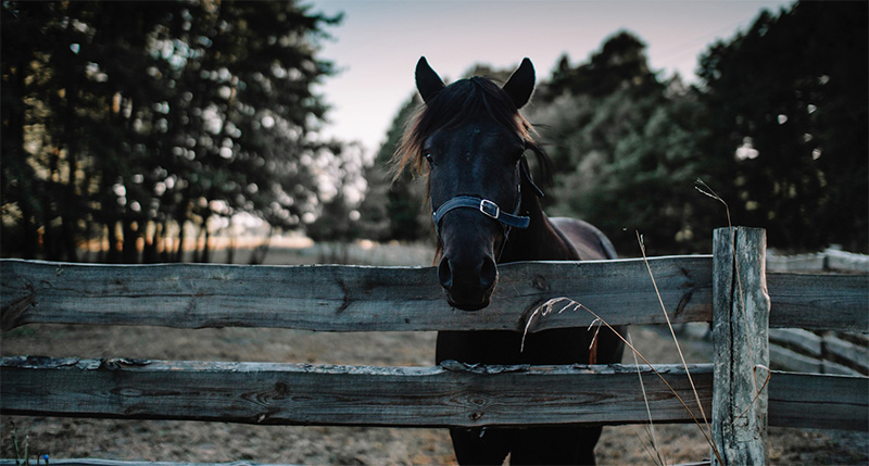 Traditional Wooden Fences