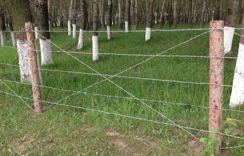 Barbed wire fences