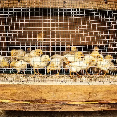 Steel Welded Wire Mesh for Poultry Confinement